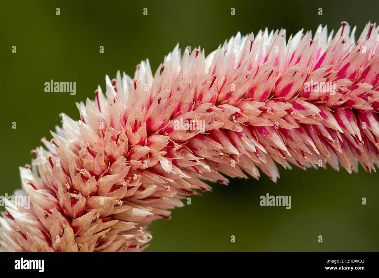 pointe courbée d'une fleur rose rouge fleur celosia argentea plante, à travers la colpmete image avec copyspace Banque D'Images