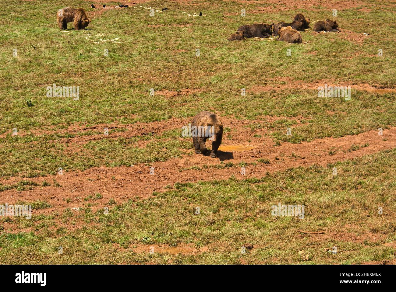 Un sleuth d'ours bruns sur le terrain sous une journée ensoleillée à Cabarceno, Cantabrie, Espagne Banque D'Images
