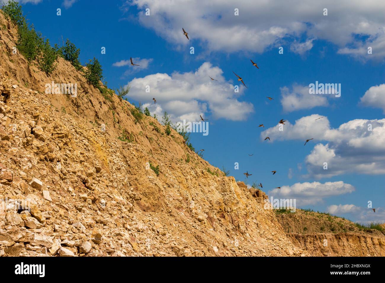 Sable martin (Riparia riparia) vole près de leurs visons dans les murs de la carrière Banque D'Images