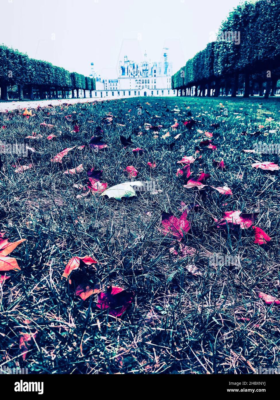 Des feuilles mortes reddifiées sur le sol devant le château de Chambord en automne Banque D'Images