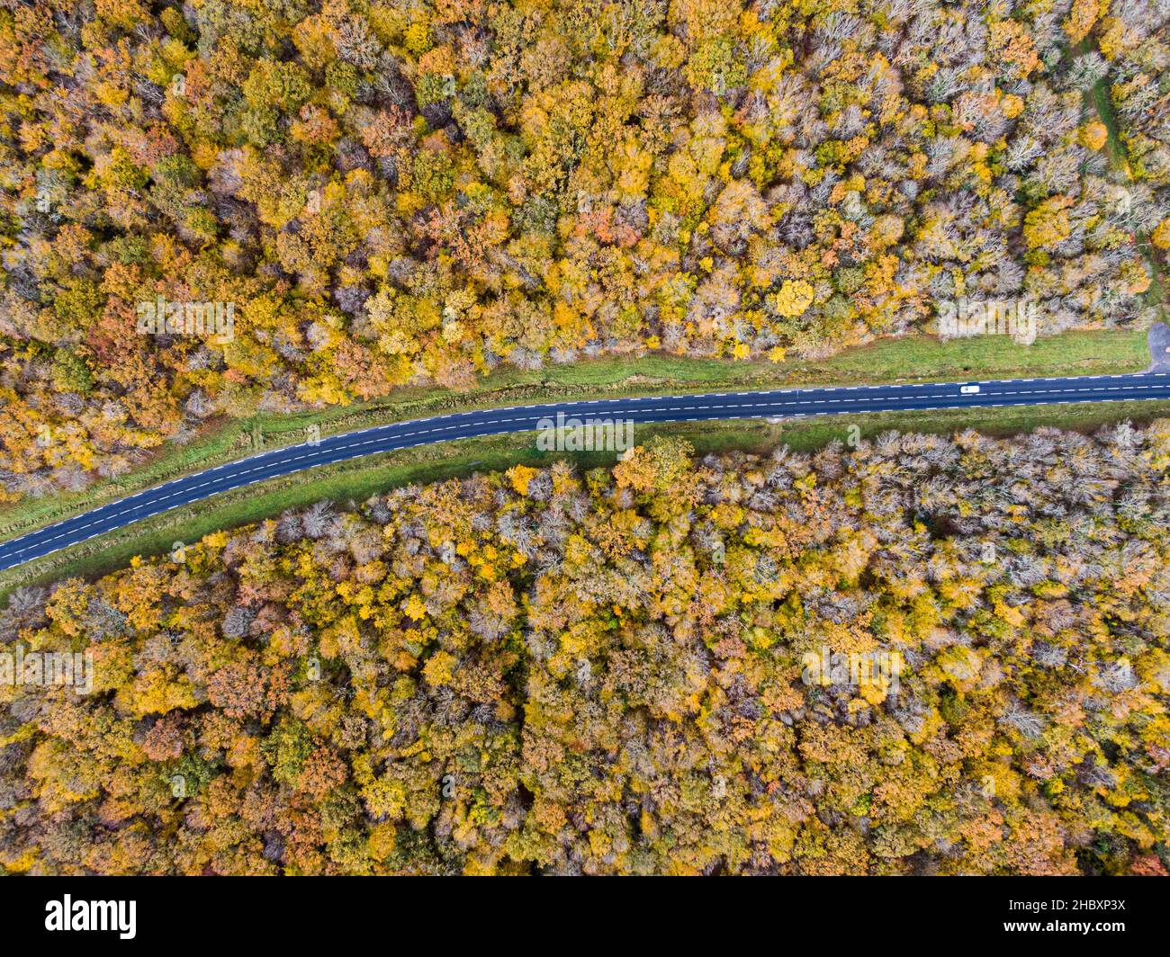 Route forestière avec voiture blanche en automne.Route avec vue aérienne traversant une forêt d'arbres à feuilles caduques jaune et or, automne Banque D'Images