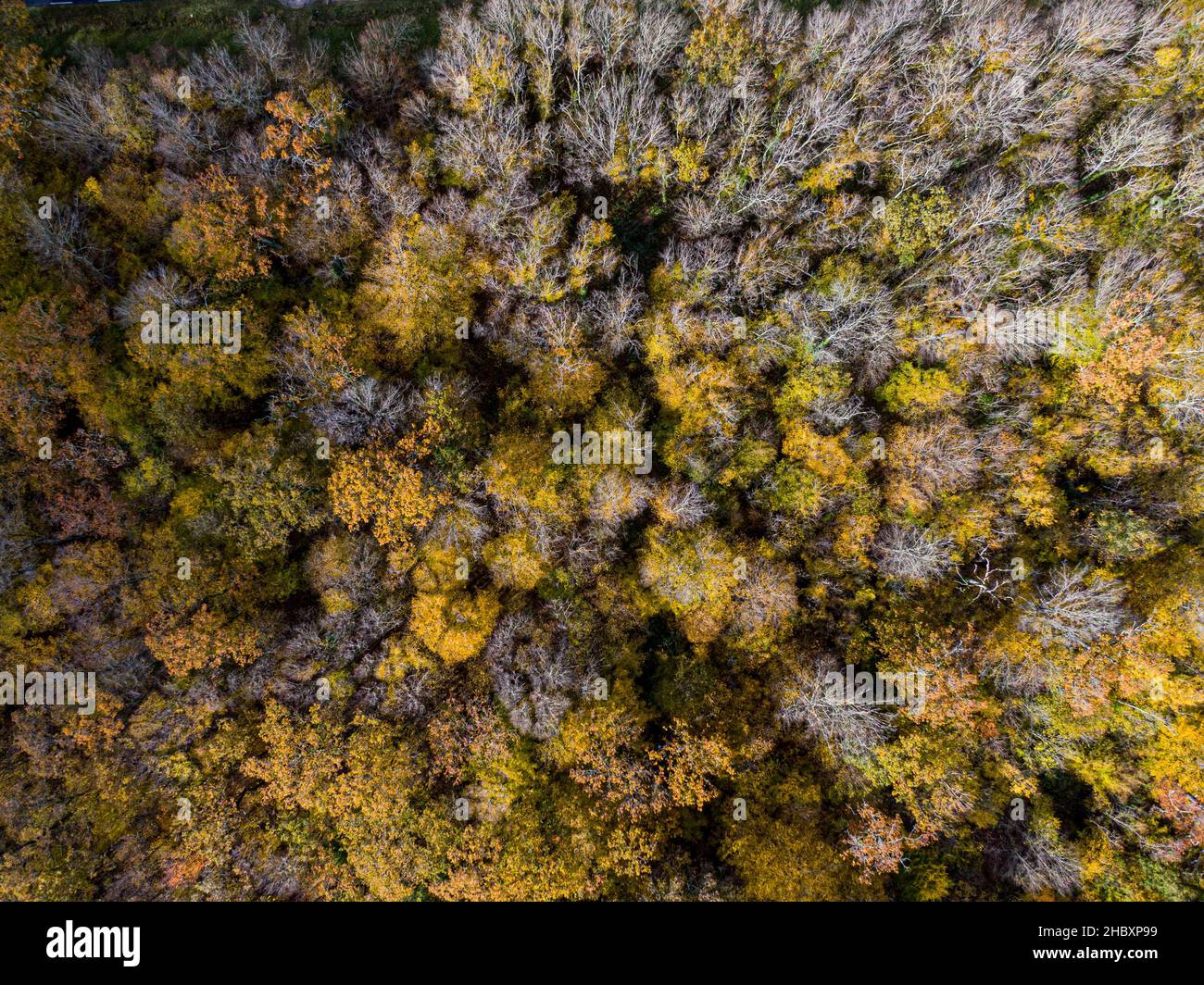 Vue aérienne du dessus de la forêt à feuilles caduques d'automne, fond jaune et coloré Banque D'Images