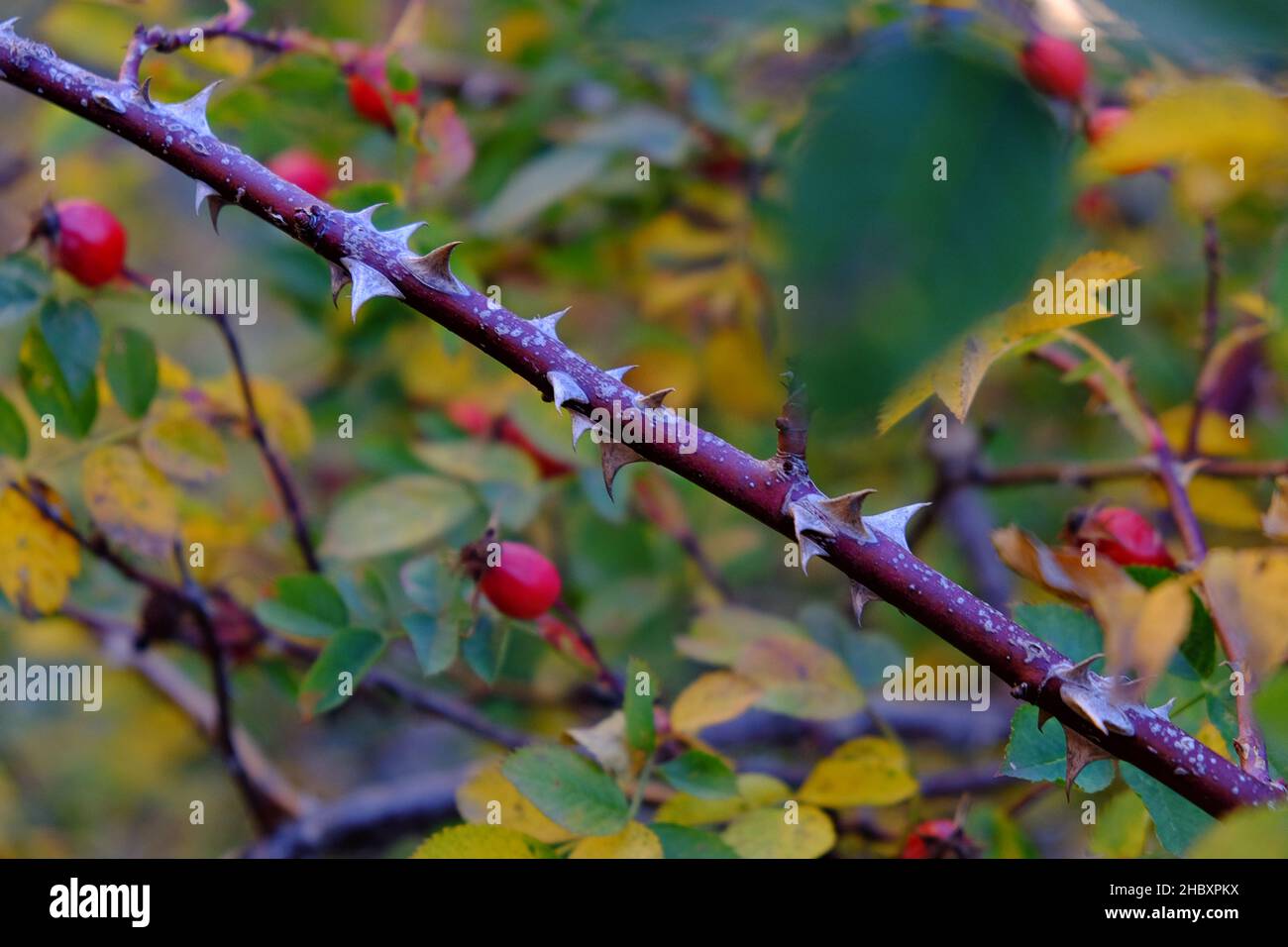 Otoño en Andorre, un paseo por el Vall d'Incles y por los alrededores de AINA Banque D'Images