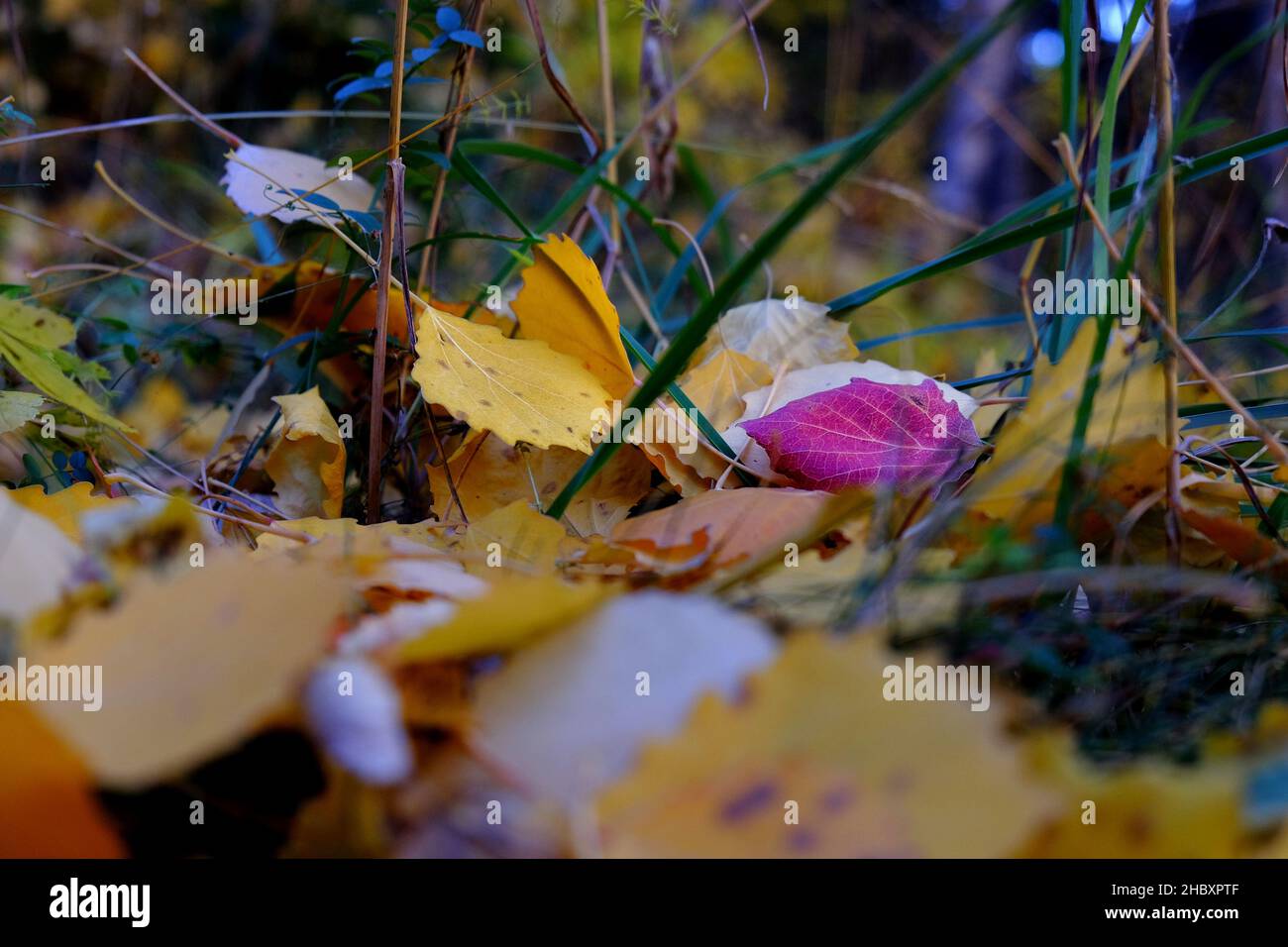 Otoño en Andorre, un paseo por el Vall d'Incles y por los alrededores de AINA Banque D'Images