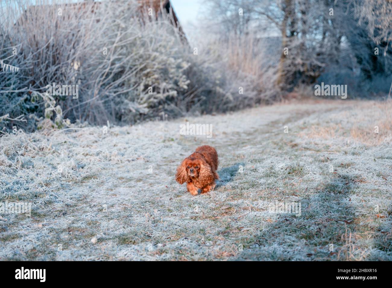 Cavalier King Charles chien d'Espagne courant à travers la prairie enneigée Banque D'Images