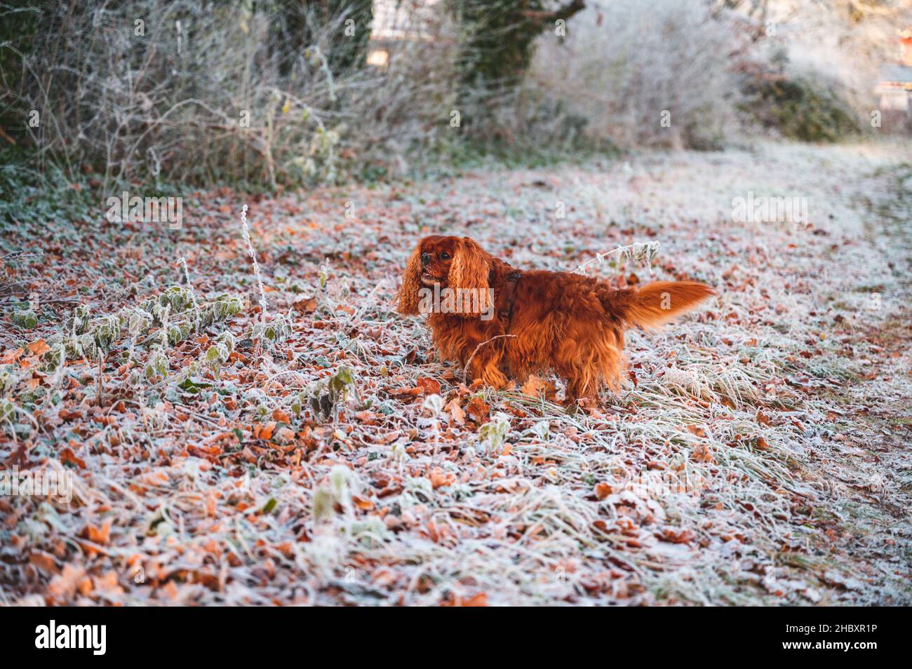 Cavalier King Charles chien d'Espagne courant à travers la prairie enneigée Banque D'Images
