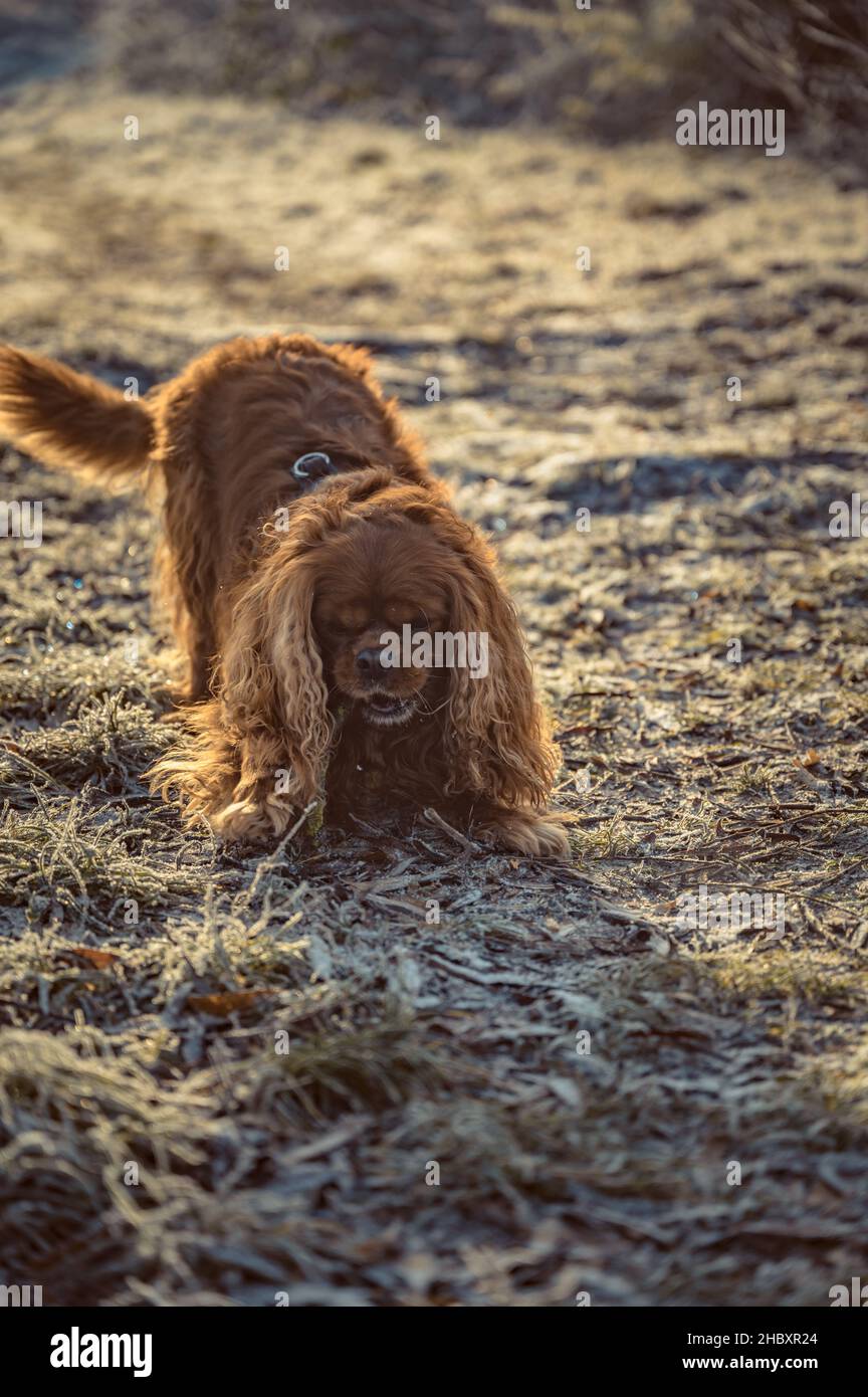 Cavalier King Charles chien d'Espagne mâchant sur un bâton Banque D'Images