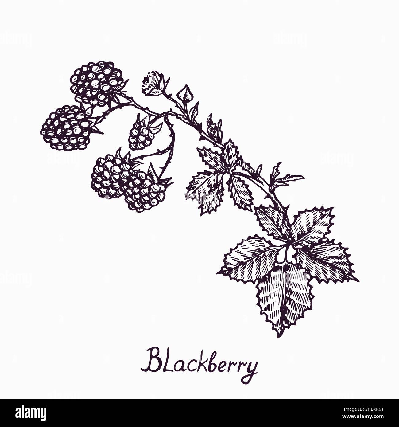 Branche BlackBerry avec baies et feuilles, simple dessin de caniche avec inscription, style de gravure Banque D'Images