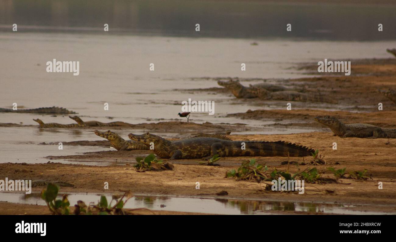 O jacaré-do-pantanal é muito comum na região, podendo ser enrogado aos montes, em quase que qualquer margem de lagos ou rios. Banque D'Images