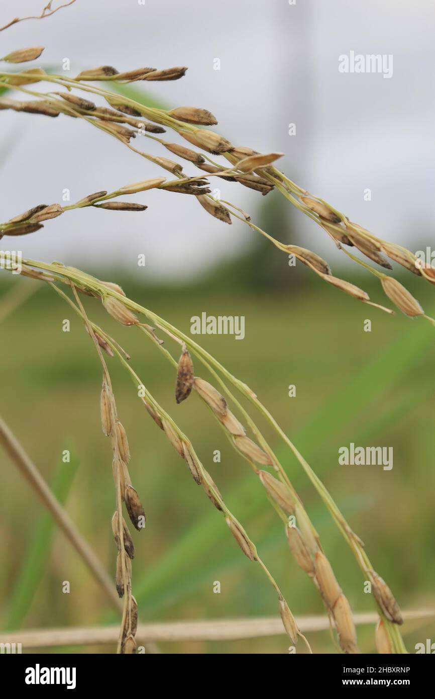 plante de riz photographiée en gros plan Banque D'Images