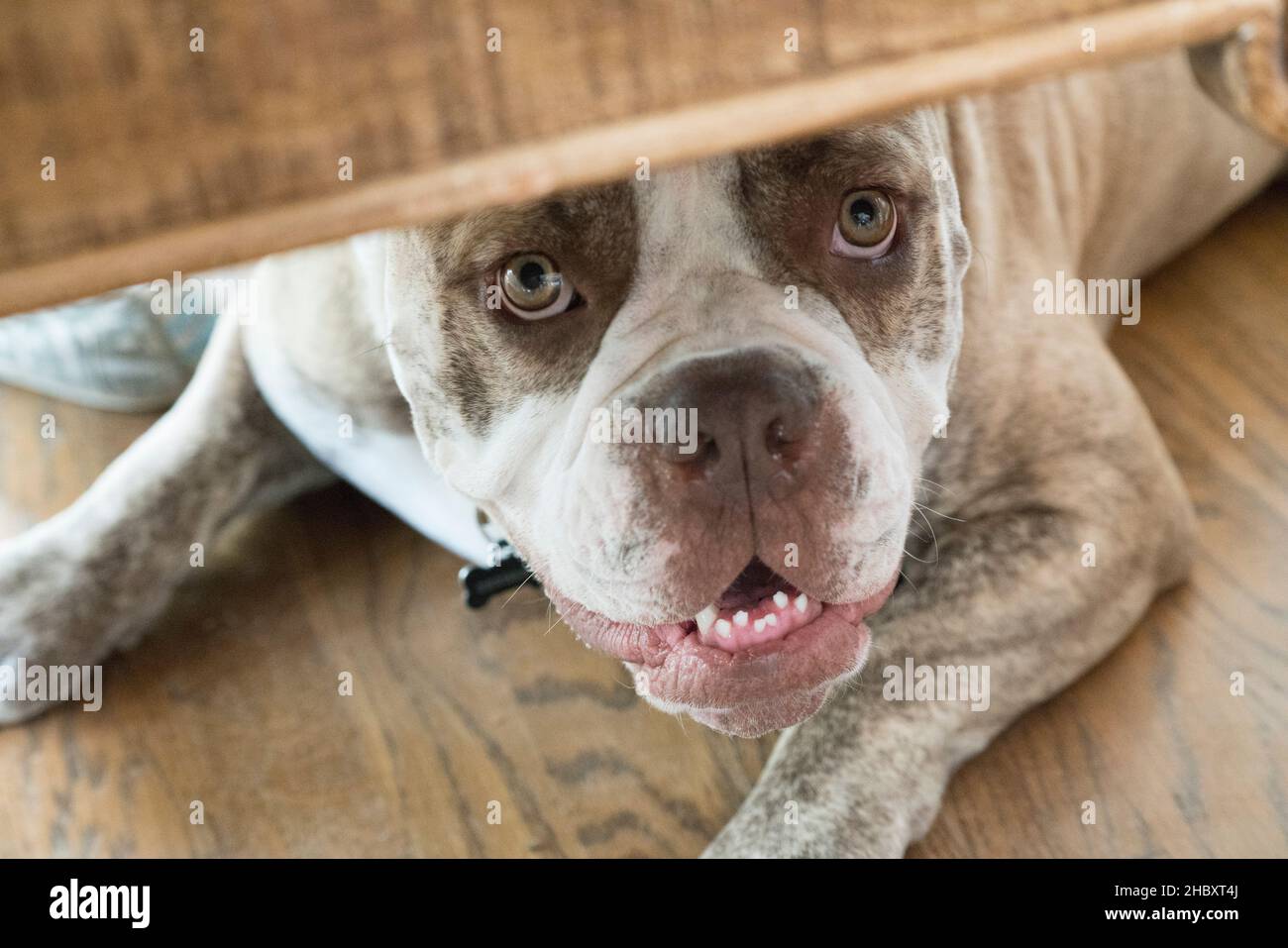 Un bulldog se cachant sous les meubles. Banque D'Images
