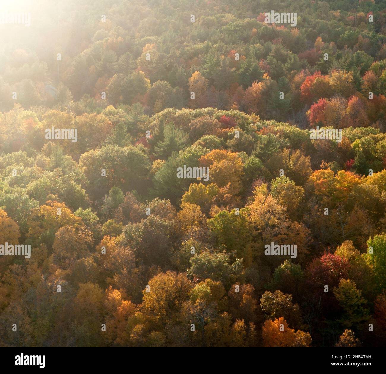 Route traversant la forêt d'automne vue d'en haut. Banque D'Images