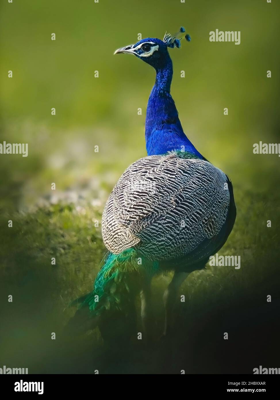 Nom de l'oiseau - la paafoche indienne (Peacock). Banque D'Images