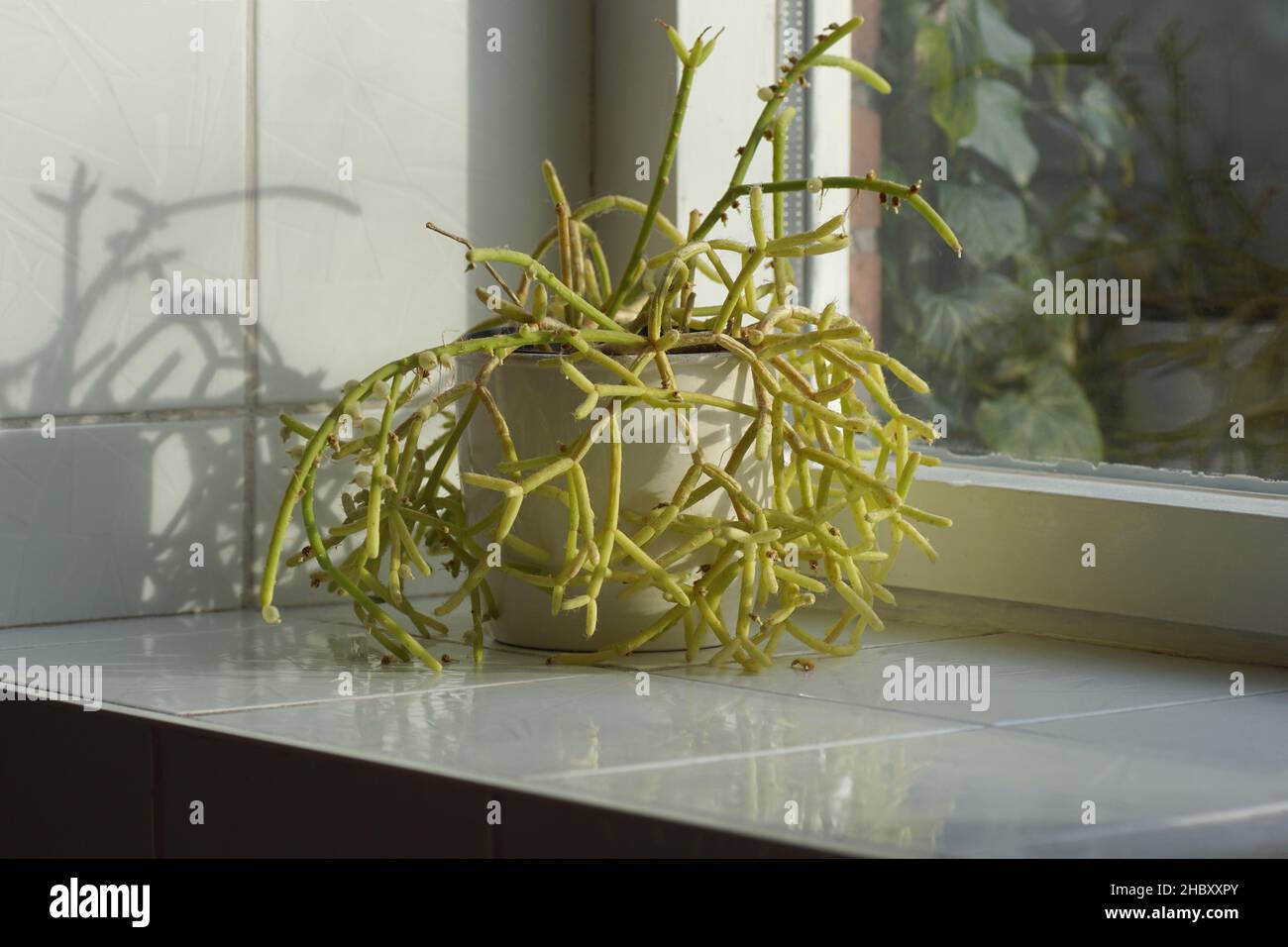 Rhipsalis baccifera surs. Shaferi, cactus de GUI avec fruits dans une casserole blanche.Seuil de fenêtre en carrelage blanc, fenêtre, décembre, pays-Bas.Épiphytique ou sax Banque D'Images