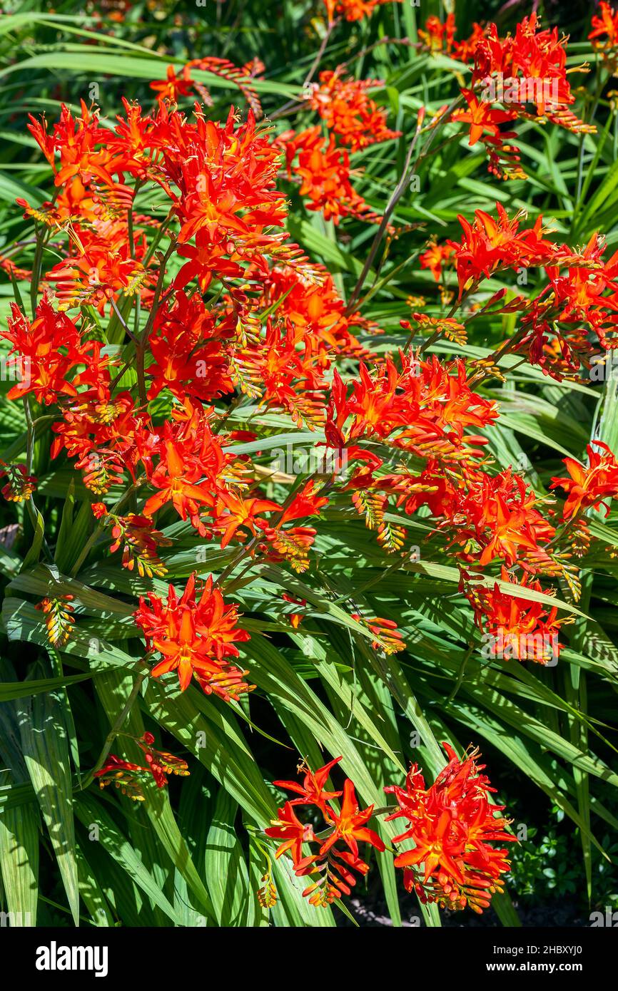 Crocosmia 'Spitfire' plante florale d'été d'automne avec une fleur rouge orange d'été également connue sous le nom de montbertia, photo de stock image Banque D'Images