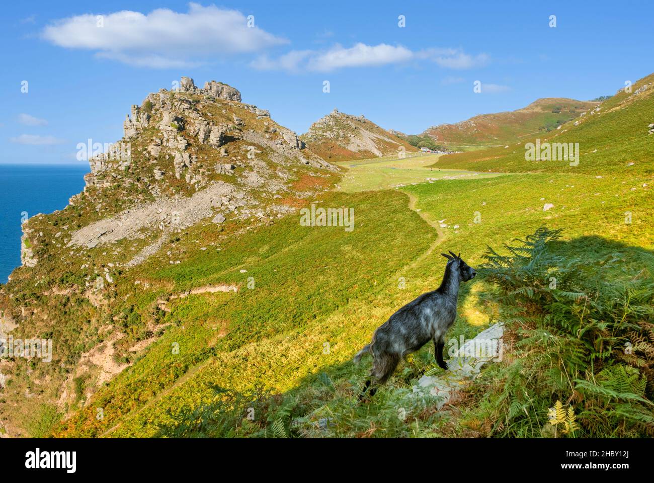 Chèvre sauvage dans le parc national Valley of the Rocks Exmoor près de Lynton et Lynmouth Devon Angleterre GB Europe Banque D'Images