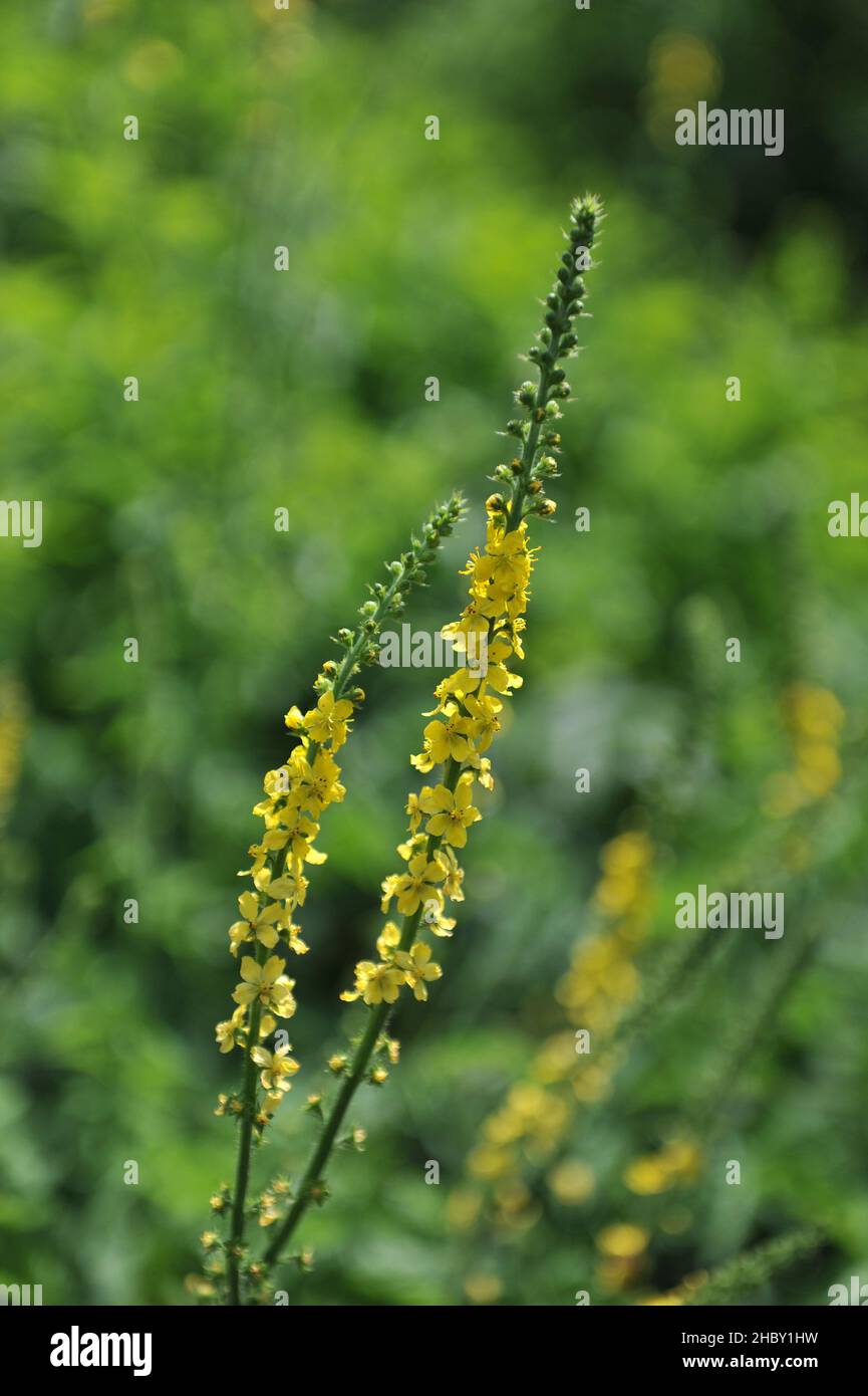 L'agrimonie (Agrimonia eupatoria) fleurit dans un jardin en juin Banque D'Images