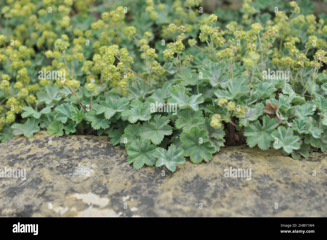 Le manteau de la dame naine (Alchemilla erythropoda) fleurit sur un mur de ratening en pierre dans un jardin en mai Banque D'Images