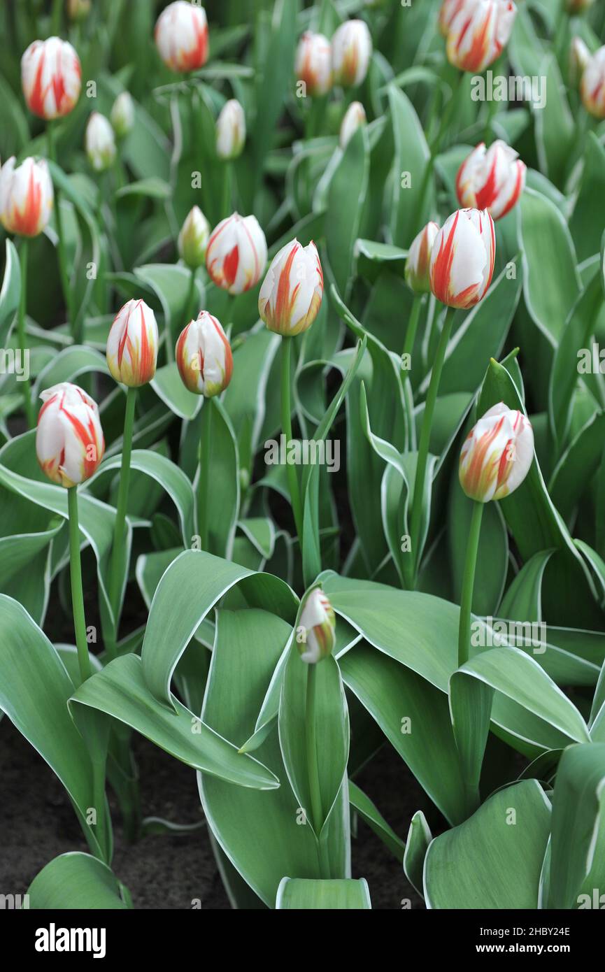 Tulipes rouge et blanc de Triumph (Tulipa) Happy Generation avec des feuilles variées fleurissent dans un jardin en avril Banque D'Images