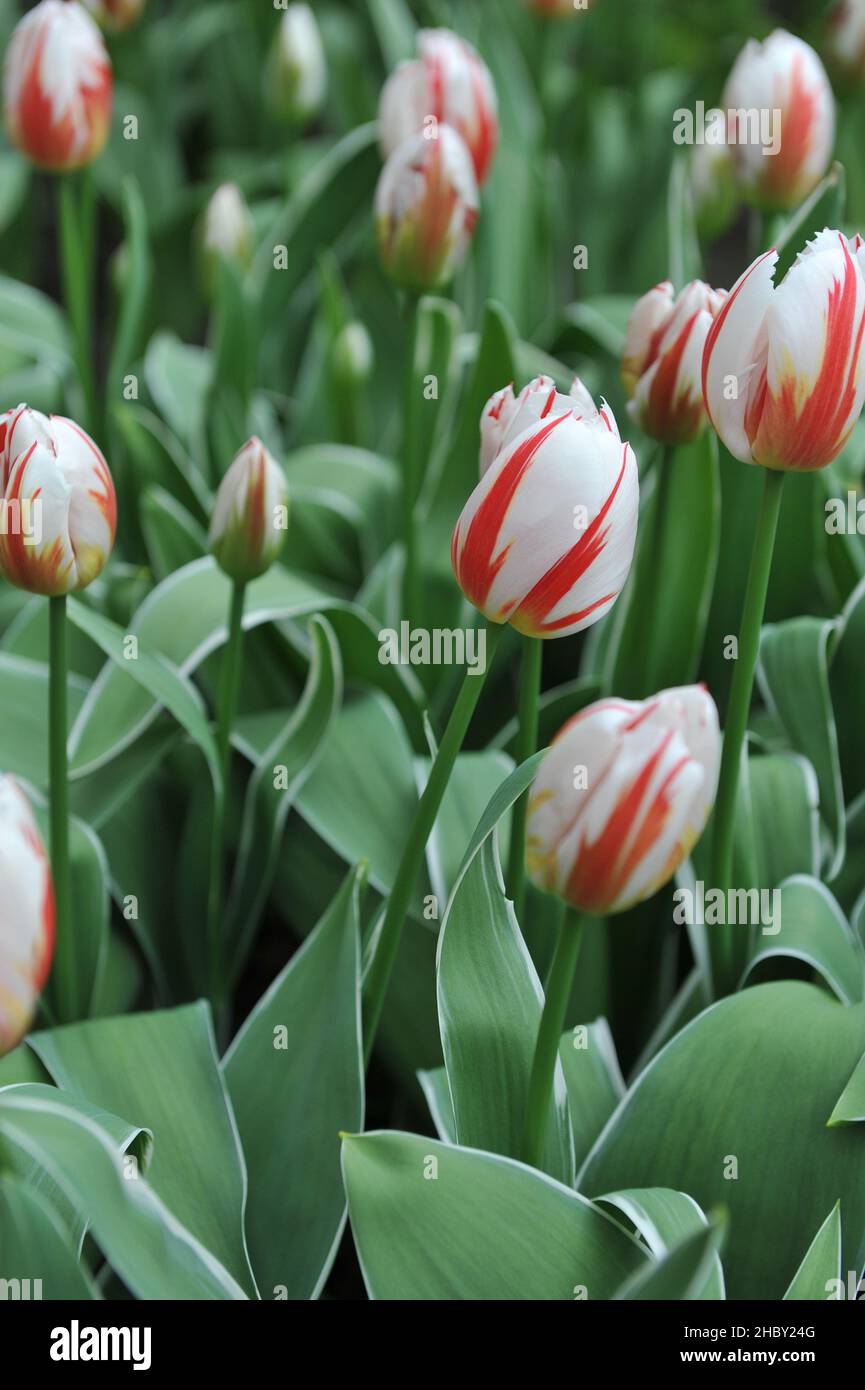 Tulipes rouge et blanc de Triumph (Tulipa) Happy Generation avec des feuilles variées fleurissent dans un jardin en avril Banque D'Images