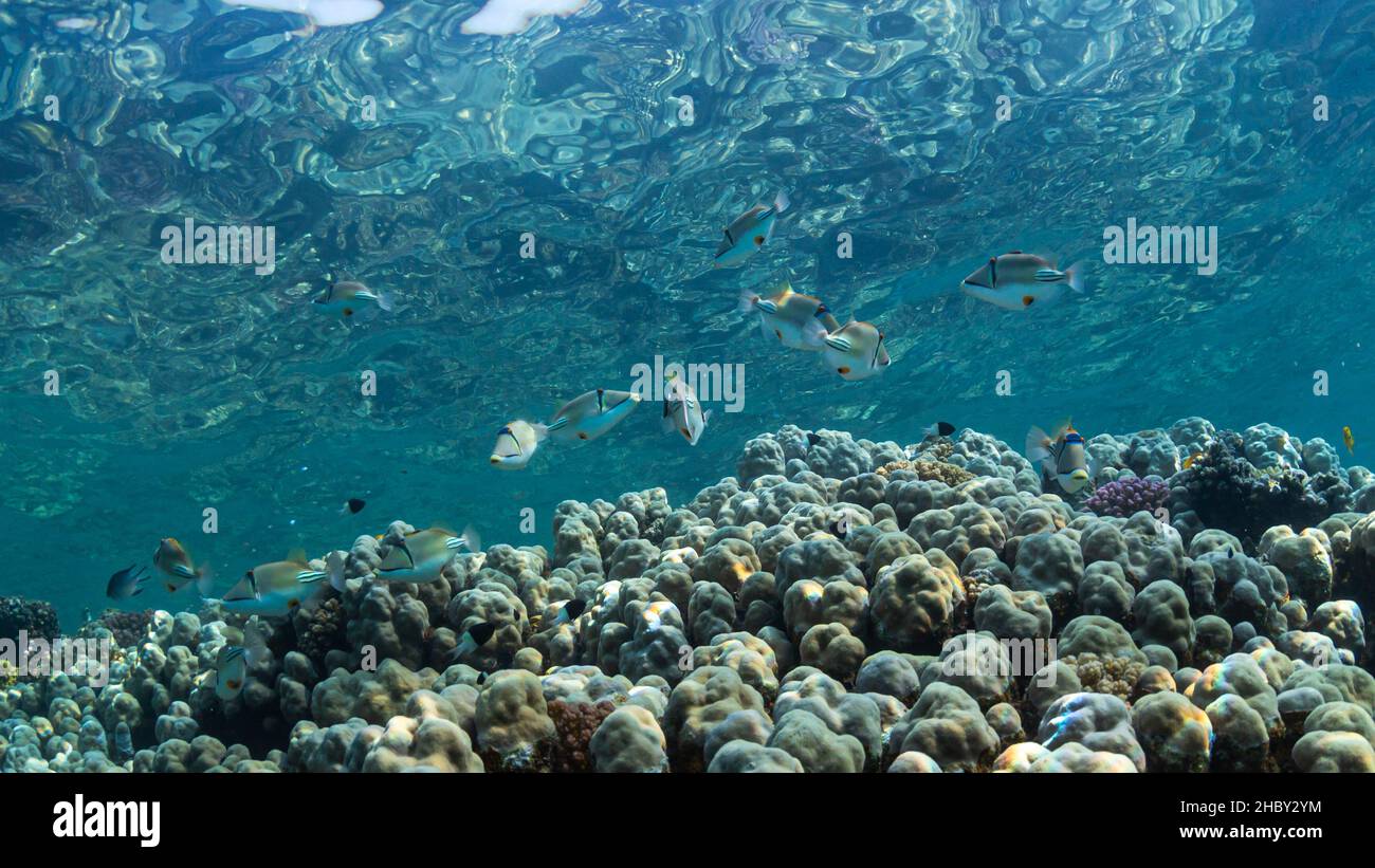 Magnifique récif de corail plein de vie dans la mer Rouge dans le sud de l'Égypte Banque D'Images