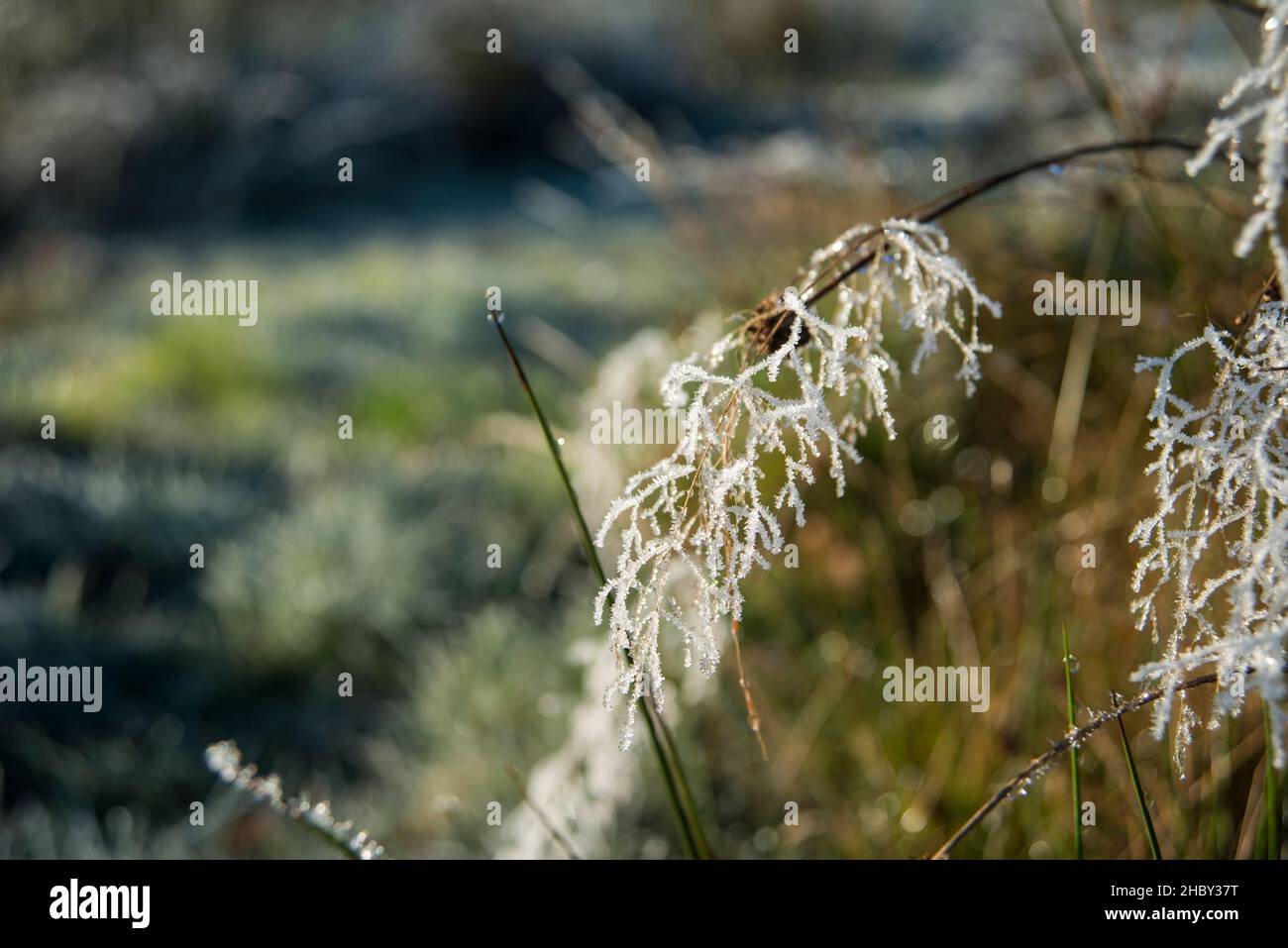 Pluie verglaçante sur une plante.Cristaux de glace. Banque D'Images