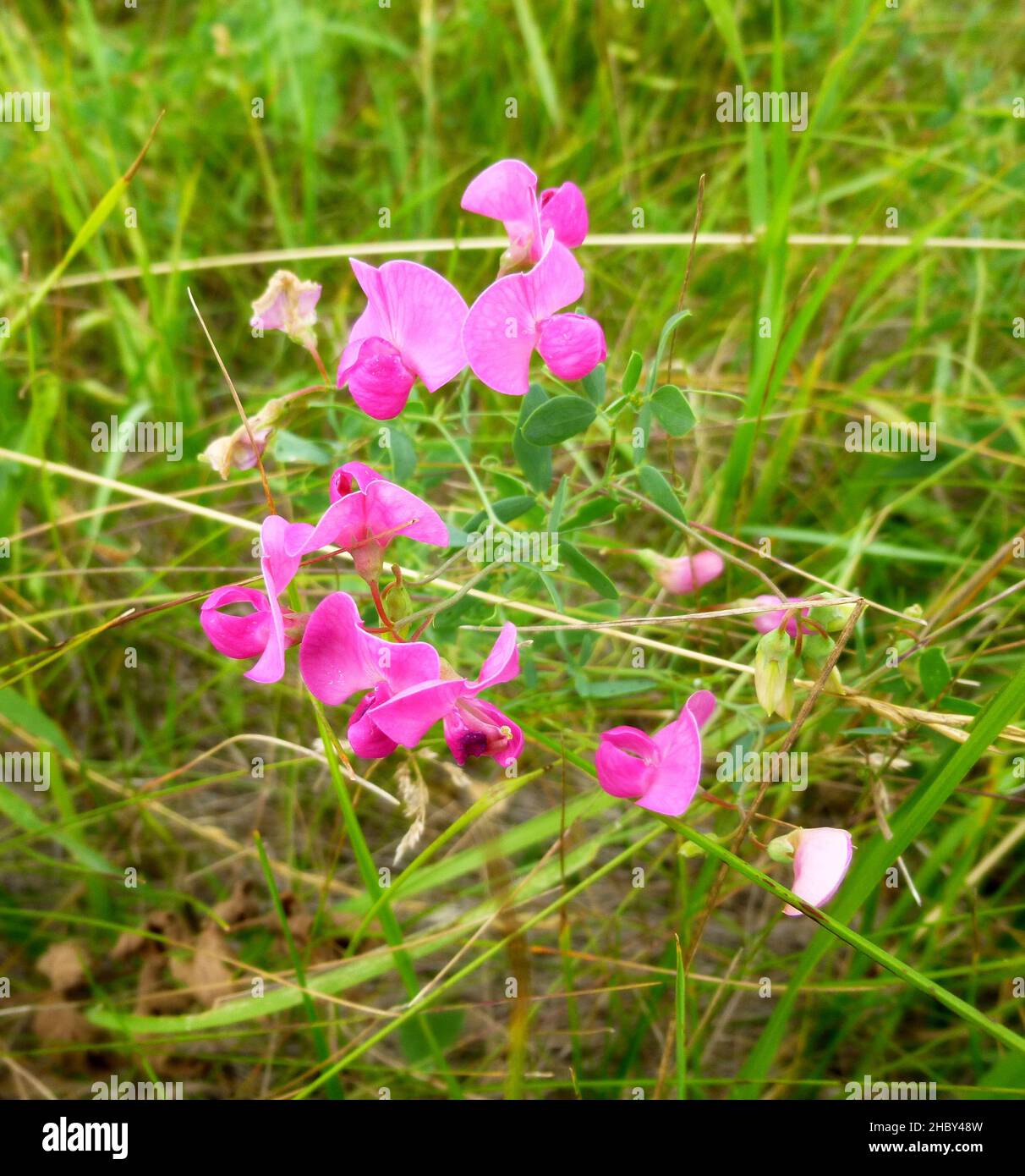 Jolie petite vesce commune, Vicia sativa, vesce de jardin, tare dans le champ d'été, prairie en Sibérie Russie Banque D'Images
