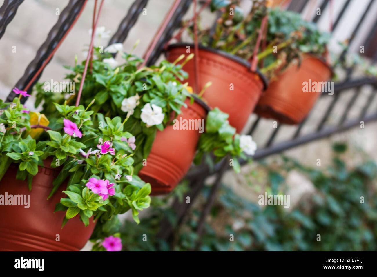 Plantes dans des serres sur la rue de la promenade sur le front de mer de Porto Monténégro, le célèbre port de la ville de Tivat, la capitale du Monténégro, Europe Banque D'Images