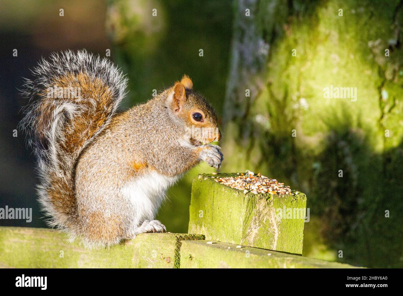 Une espèce introduite en Angleterre l'écureuil gris Sciurus carolinensis manger de la nourriture mise pour les oiseaux sauvages dans la campagne anglaise Banque D'Images