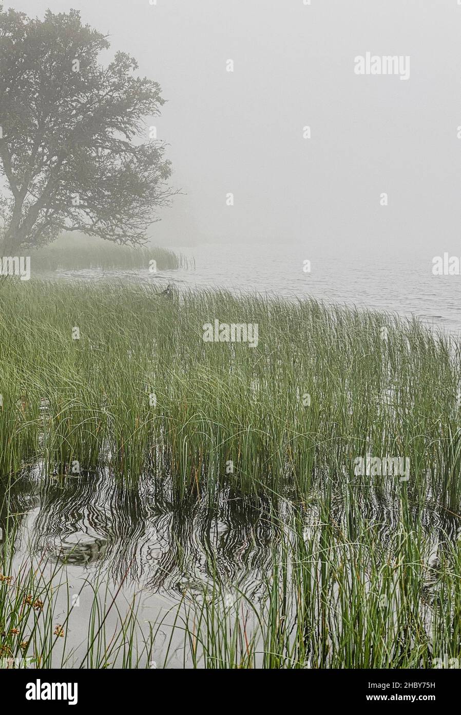 Brume matinale sur le lac de Servieres, auvergne, herbes et arbre près de l'eau Banque D'Images