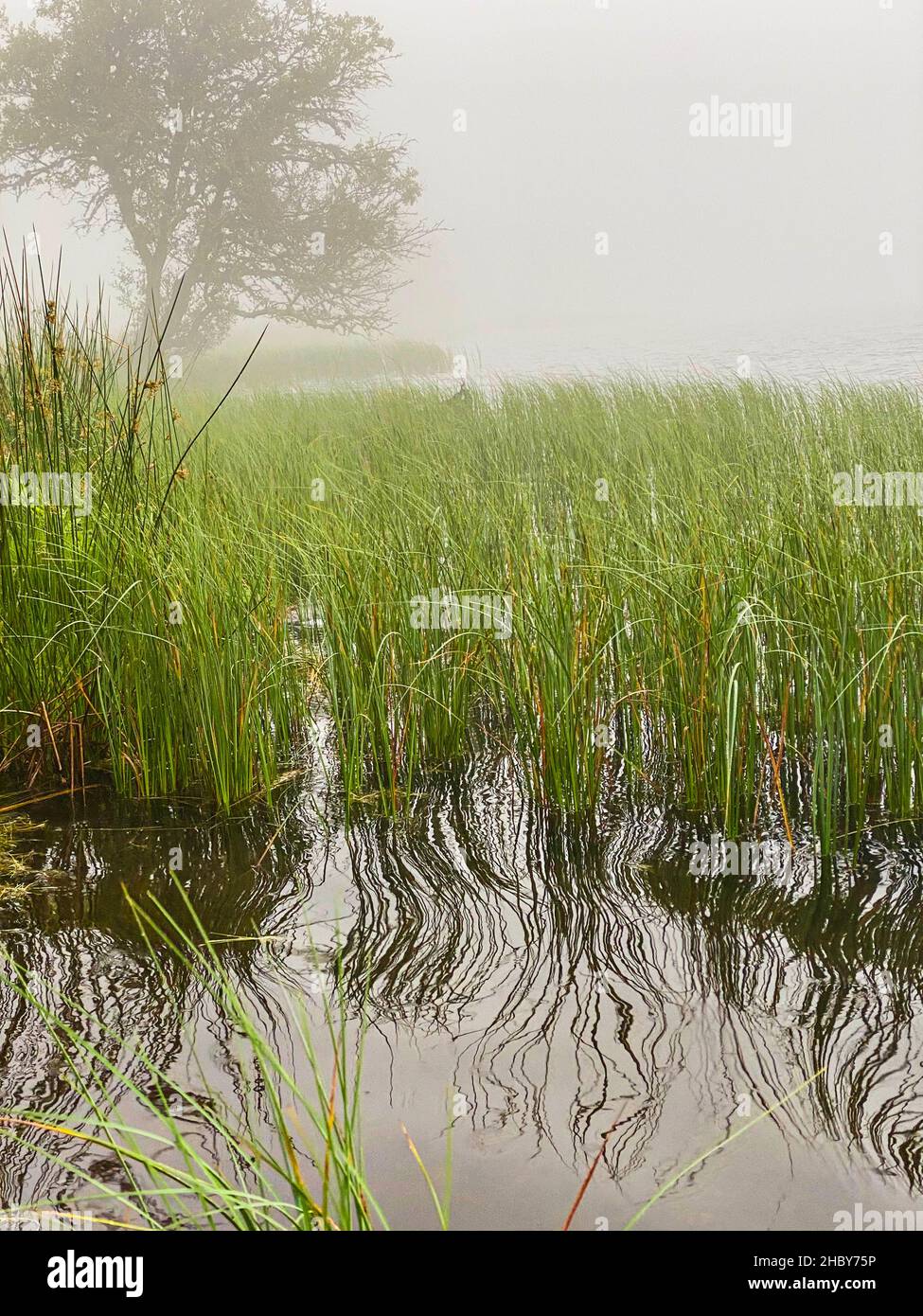 Brume matinale sur le lac de Servieres, auvergne, herbes et arbre près de l'eau Banque D'Images