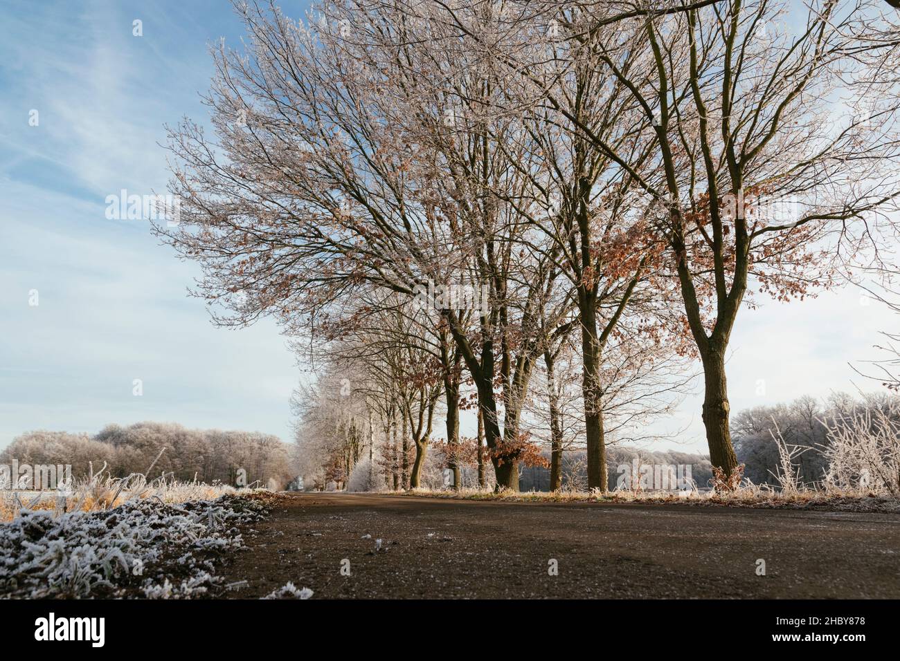 Route rurale avec des arbres givré près de Petershagen dans l'est-Westphalie, Allemagne. Banque D'Images