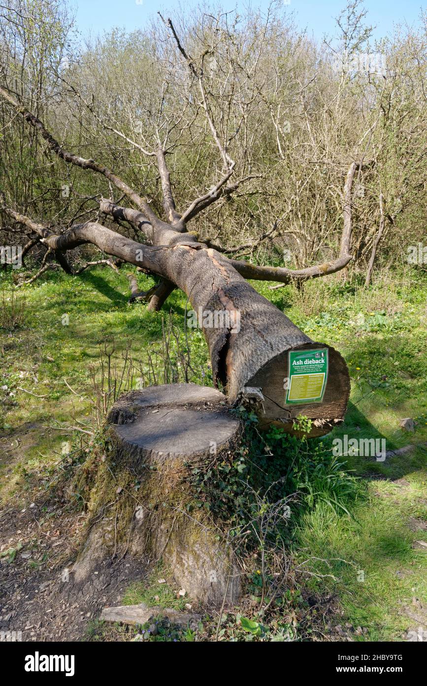 Le frêne (Fraxinus excelsior) tué par la maladie du dépérissement des cendres (Hymenoscypus fraxineus) s'est abattu pendant les travaux de gestion des forêts, Gloucestershire. Banque D'Images