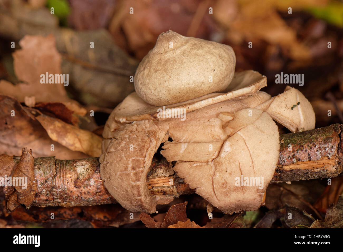 Étoile de terre à col (Geastrum triplex) aux rayons dos courbés qui saisit un bâton tombé parmi la litière de feuilles de bois de Beech, Gloucestershire, Royaume-Uni, octobre. Banque D'Images