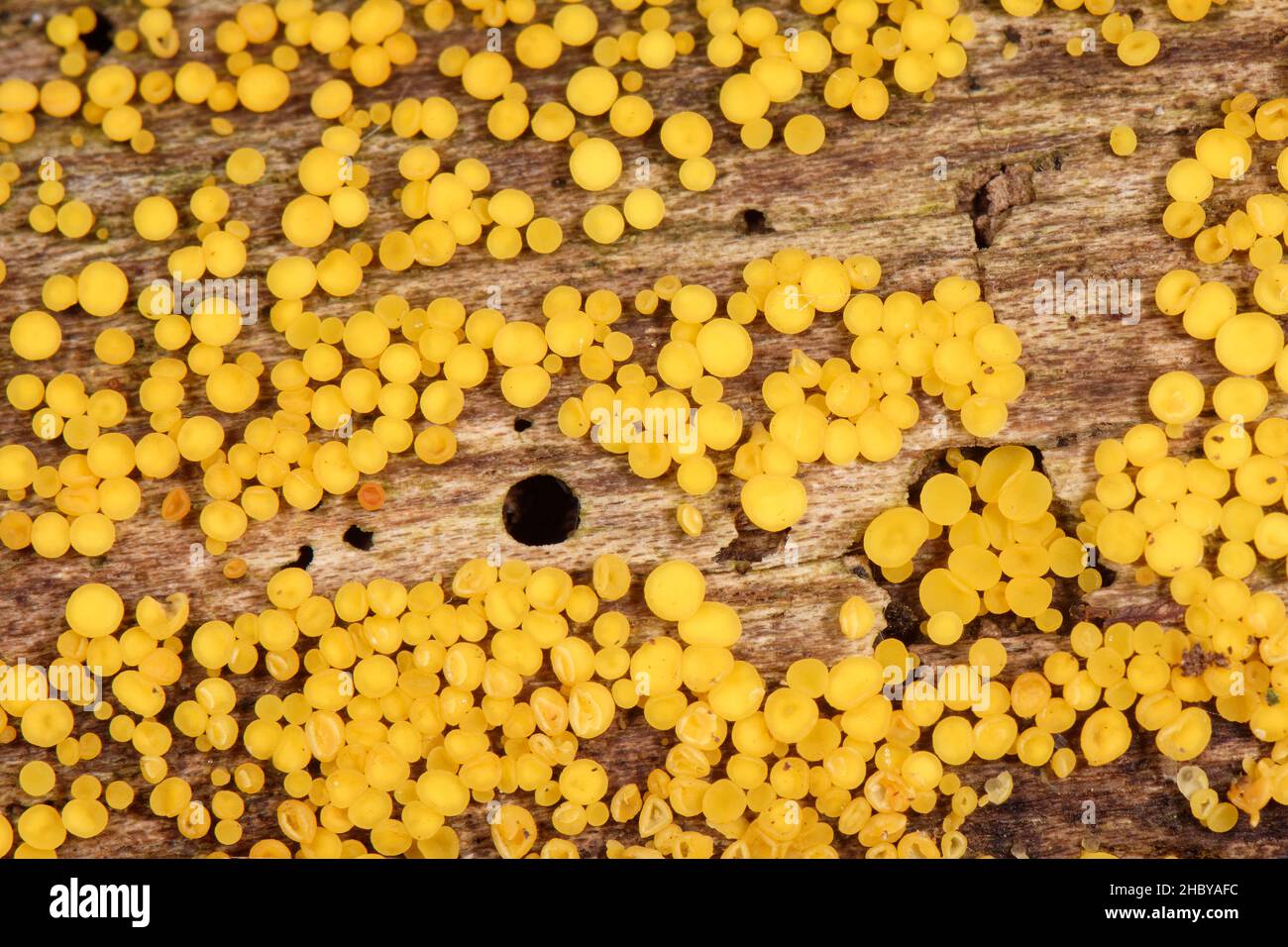 Tasses de fée jaune / champignon disco de citron (Bisporella citrina) émergeant d'une bûche pourrie avec des trous d'émergence de coléoptère de Bark, Gloucestershire, Royaume-Uni, octobre. Banque D'Images