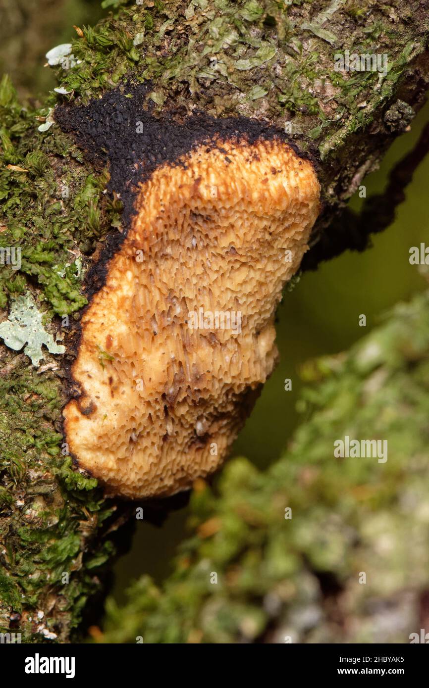 Champignon de la rouille-poreuse à la cannelle (Phellinus ferreus / Fusciporia ferrea) poussant sur une branche d'arbre de Hazel (Corylus avellana), Kenfig NNR, Glamorgan, pays de Galles, Royaume-Uni. Banque D'Images