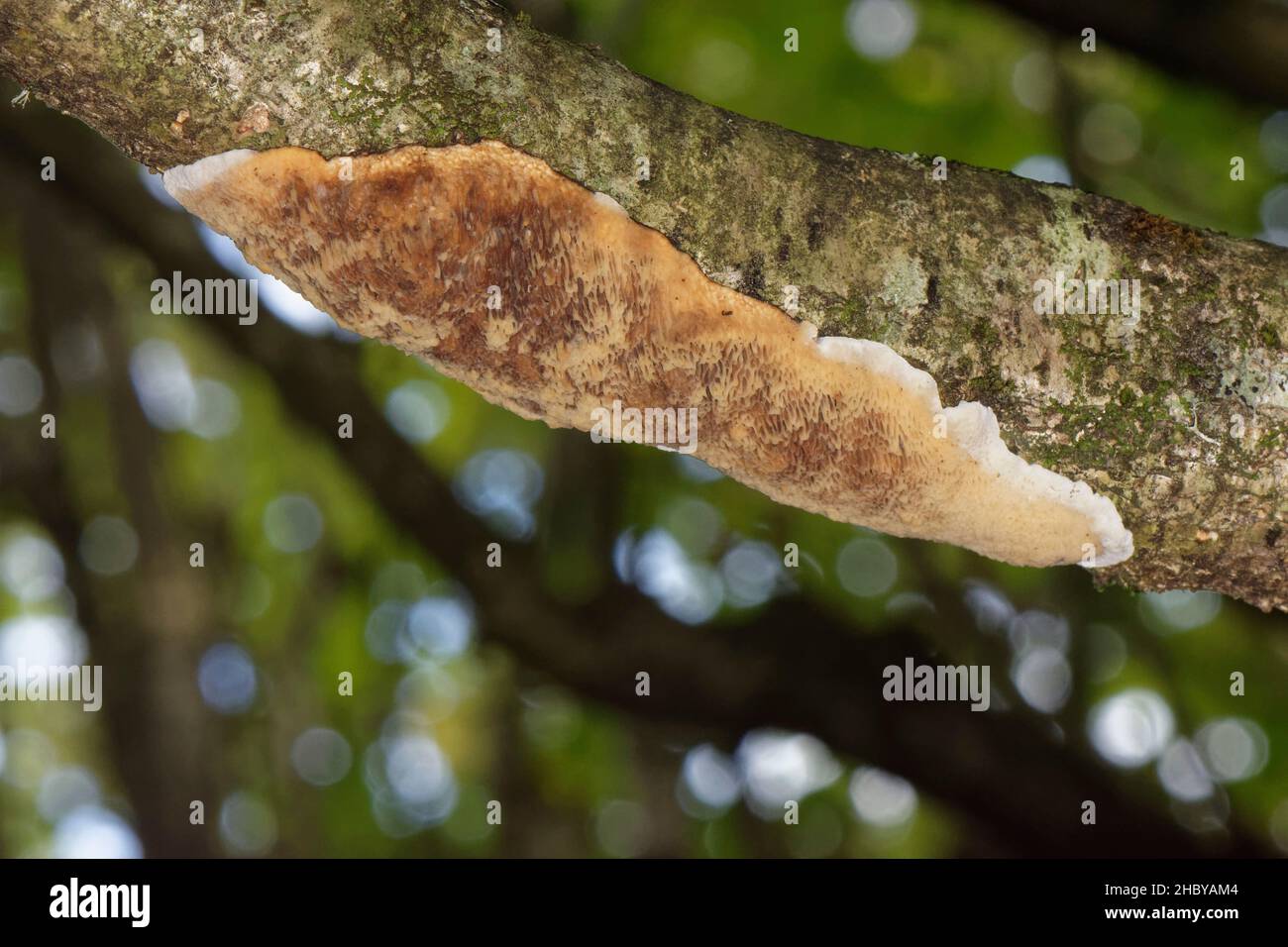 Champignon de la rouille-poreuse à la cannelle (Phellinus ferreus / Fusciporia ferrea) poussant sur une branche d'arbre de Hazel (Corylus avellana), Kenfig NNR, Glamorgan, pays de Galles, Royaume-Uni. Banque D'Images