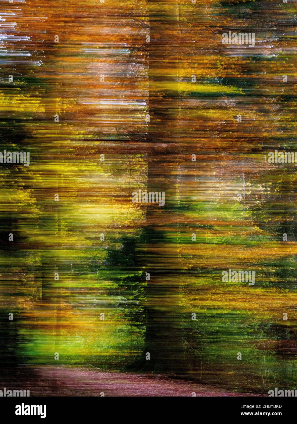Forêt, impressionniste, déplacé, arbres, Friesenberg,Baden-Baden, Bade-Wurtemberg, Allemagne Banque D'Images