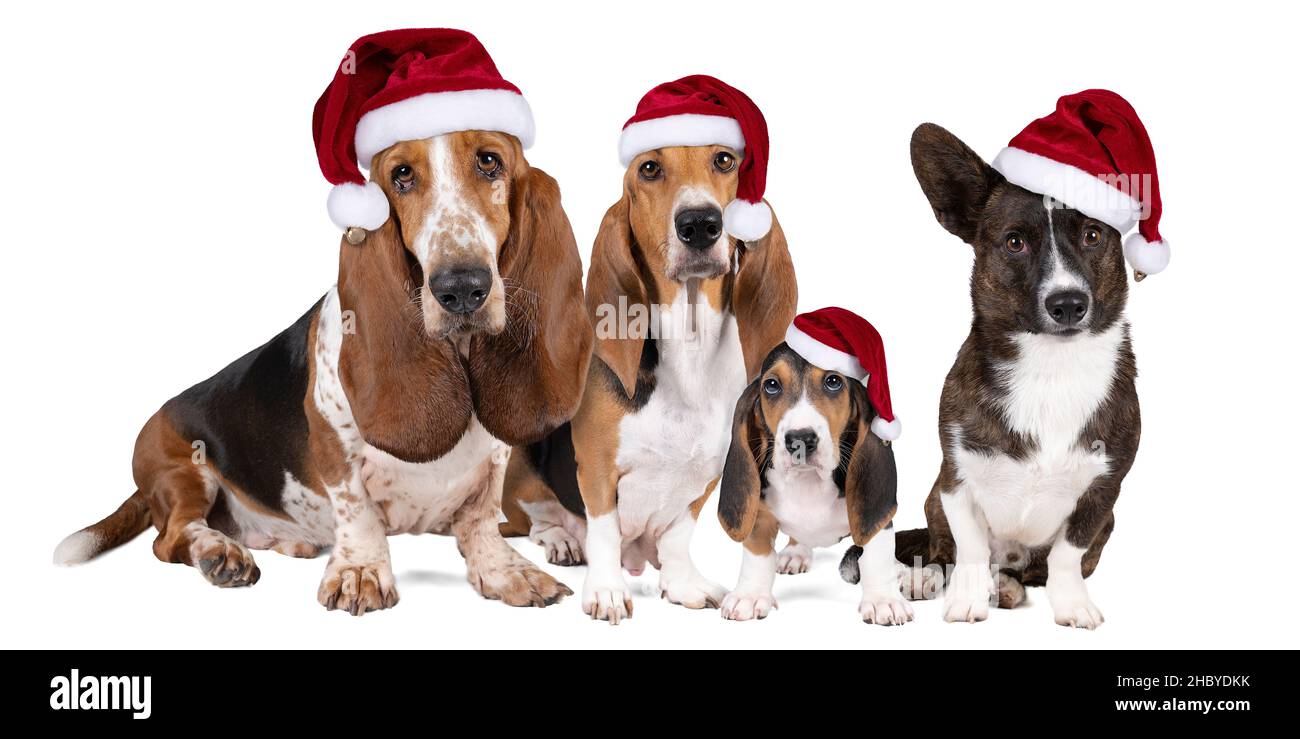 Une famille de chiens ou un pack de basset français artesien normand et de chiots un chien de basset et un corgi gallois debout avec des chapeaux de noël isolés Banque D'Images