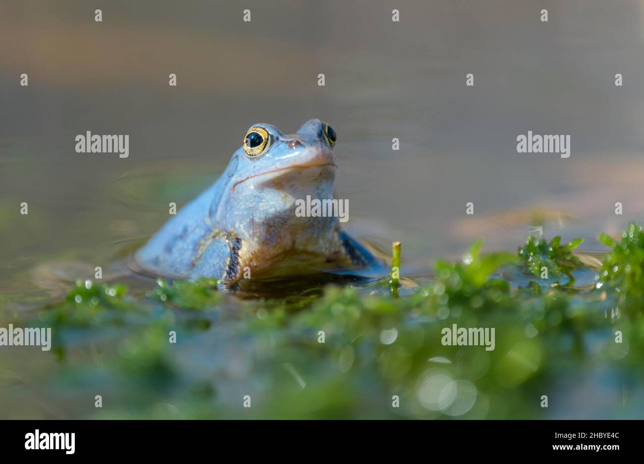 Moor Frog (Rana arvalis), homme en cour, Basse-Saxe, Allemagne Banque D'Images