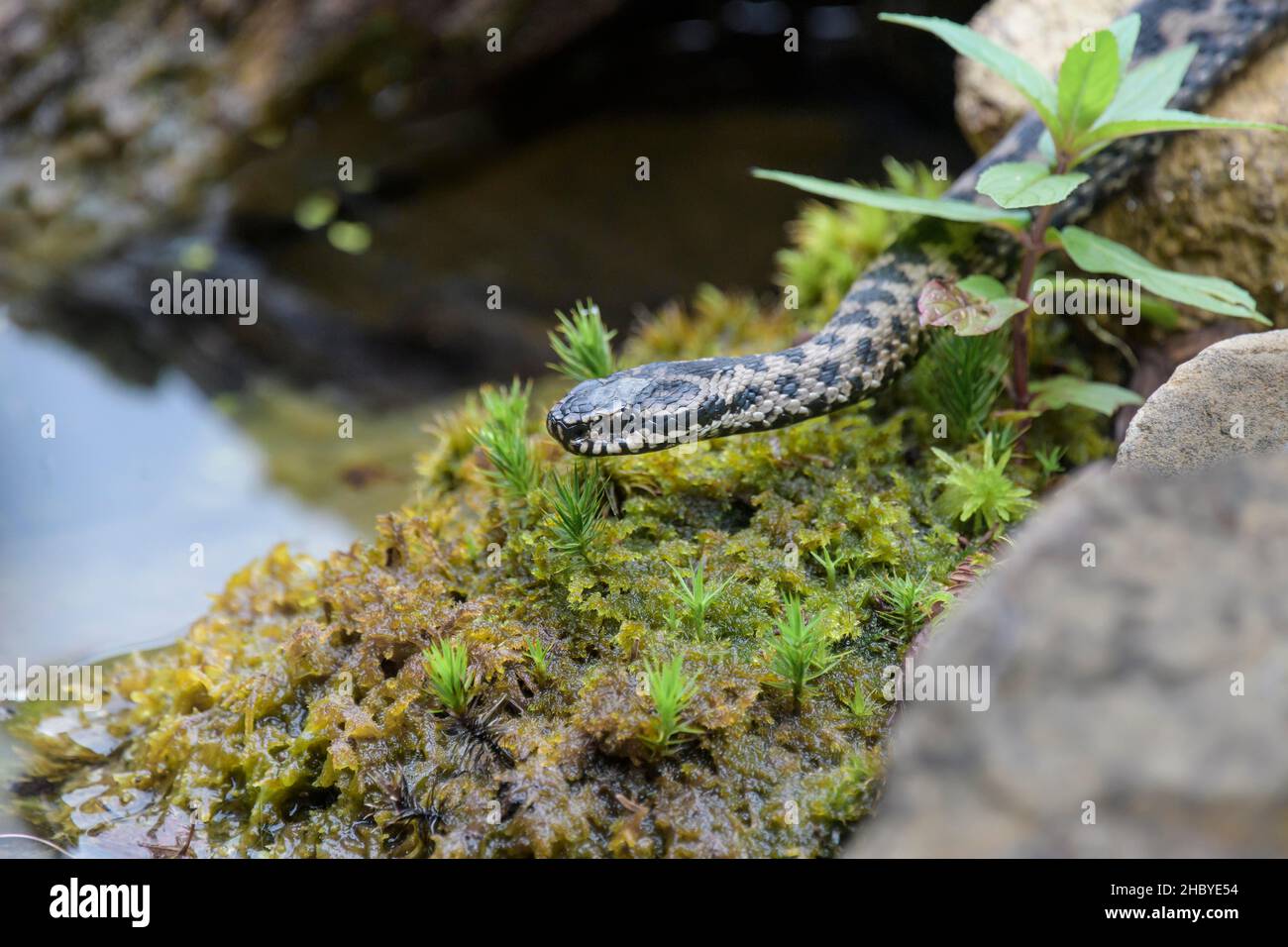 Vipère européen commun (Vipera berus), Bavière, Allemagne Banque D'Images