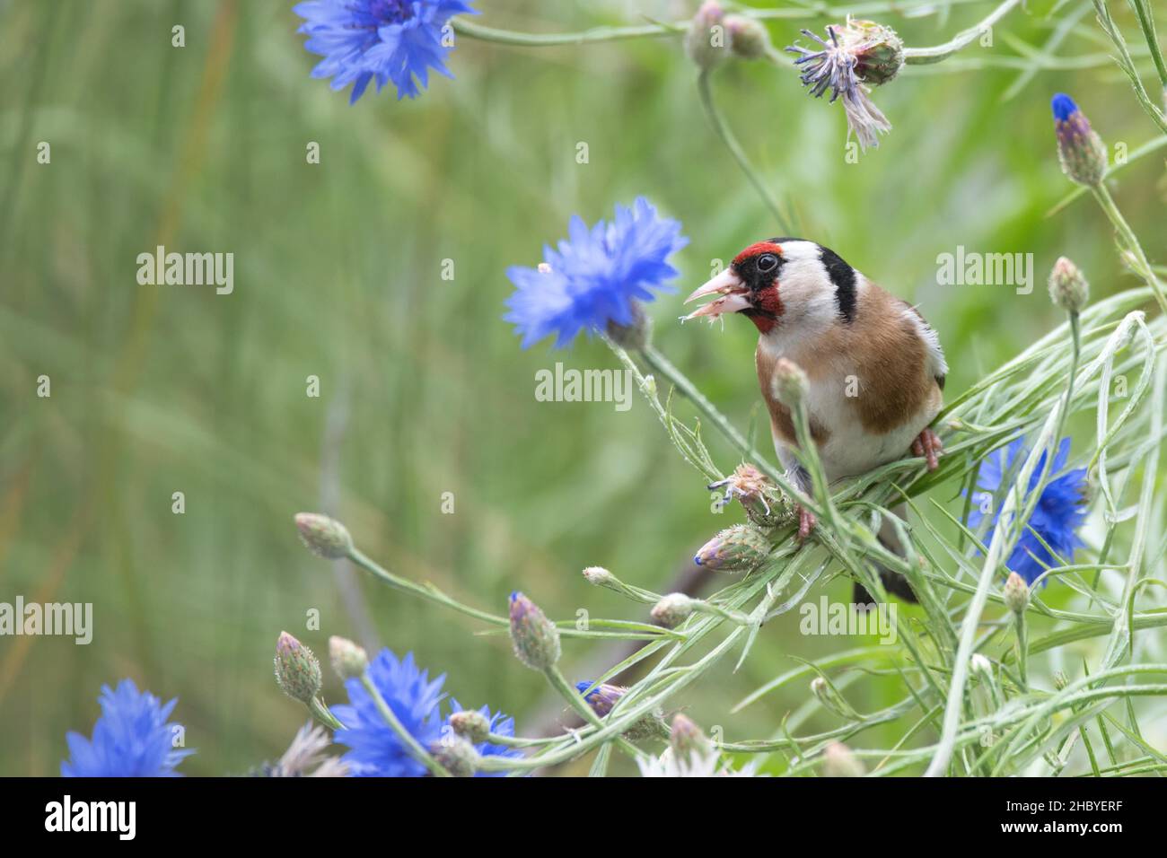 Carduelis carduelis (oranger), fourrager sur des fleurs de maïs avec des graines dans son bec, Velbert, Rhénanie-du-Nord-Westphalie, Allemagne Banque D'Images