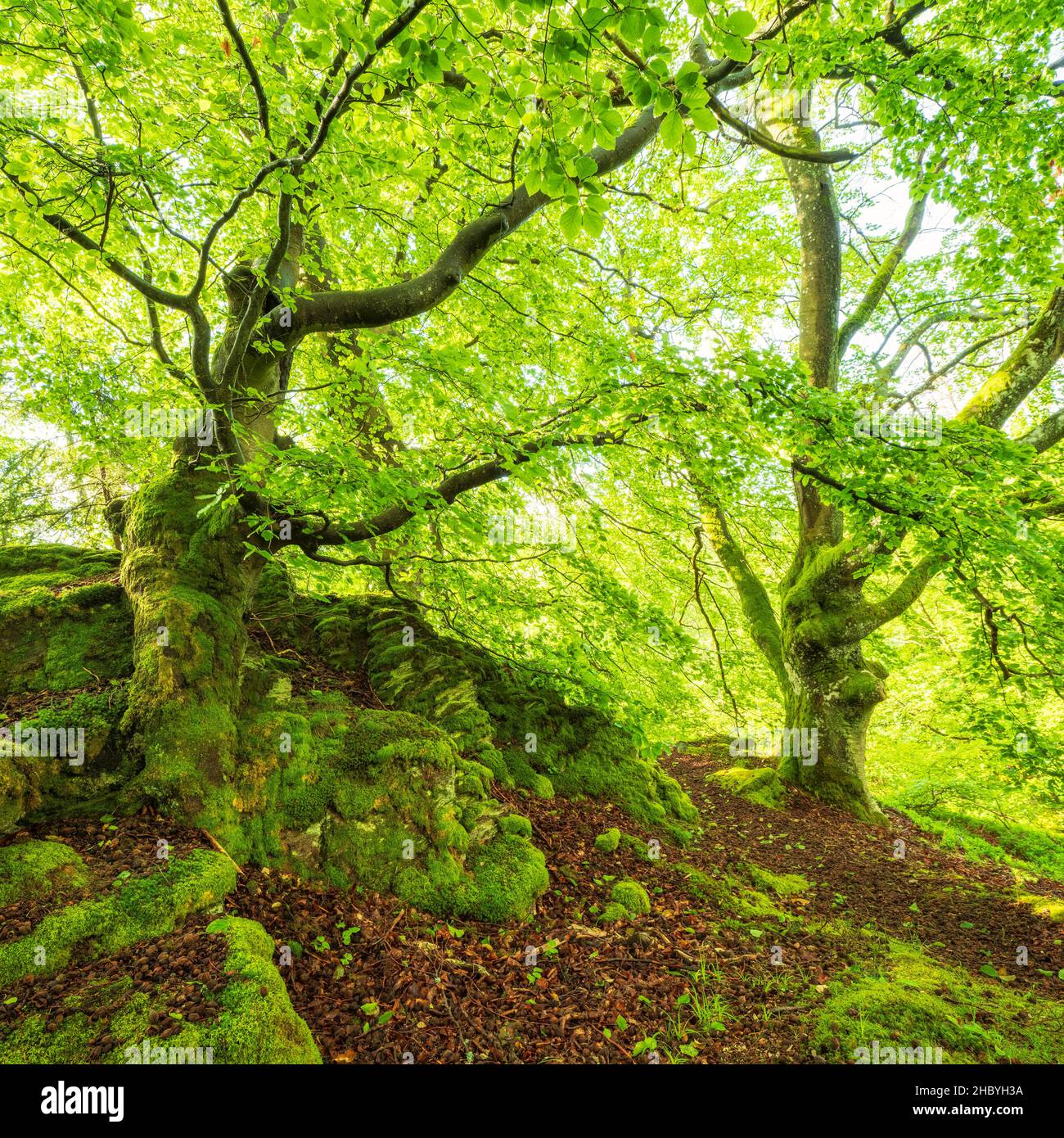 Vieux hêtres rontés recouverts de mousse, parc national de Kellerwald-Edersee, Hesse, Allemagne Banque D'Images