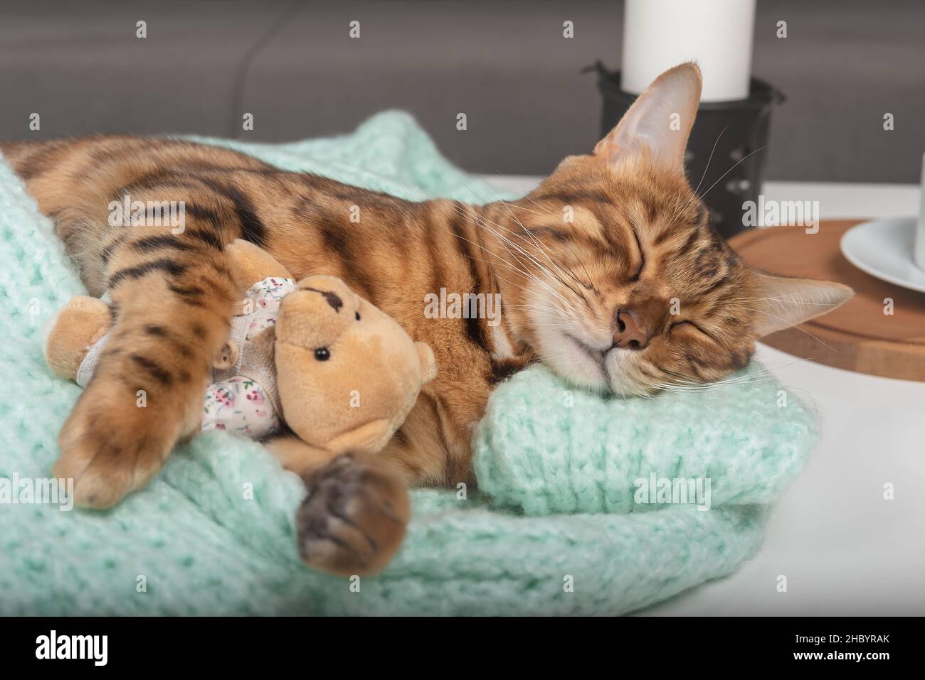 Domestic cat sleeping teddy bear Banque de photographies et d'images à  haute résolution - Alamy