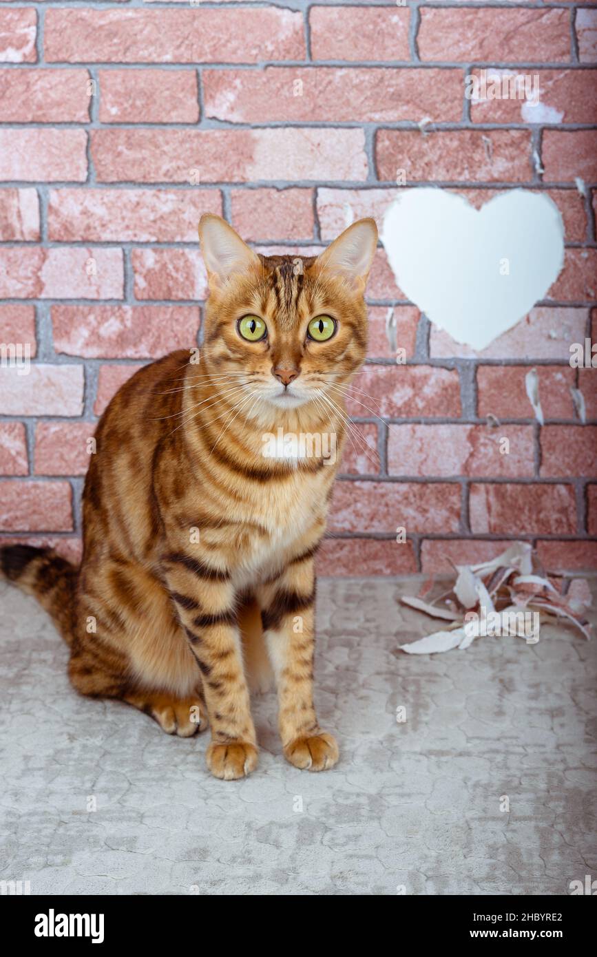 Saint Valentin chat dans la chambre sur le fond du mur avec un coeur.Un présent du chat. Banque D'Images