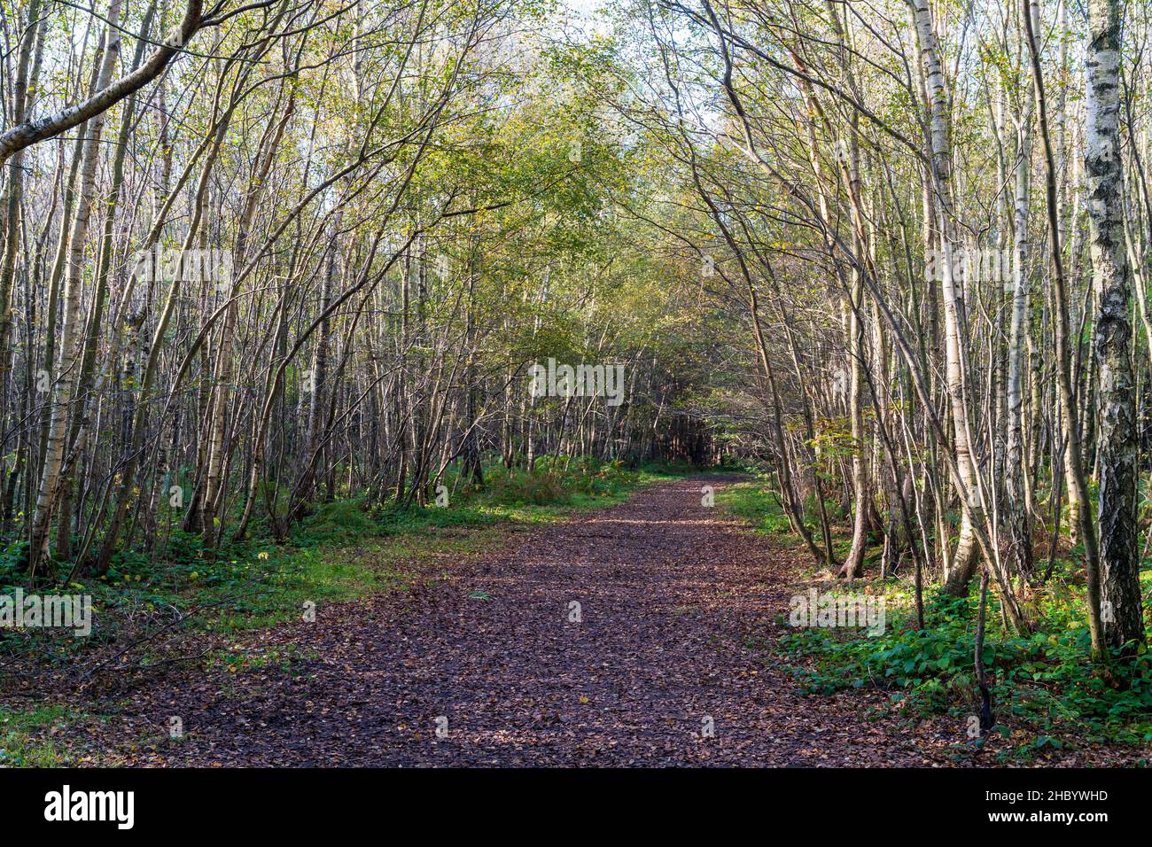 Sentier forestier large à travers la forêt à Cowel Woods dans le Kent, un matin d'automne.Feuilles tombées sur le chemin à travers les bouleaux et les fougères. Banque D'Images