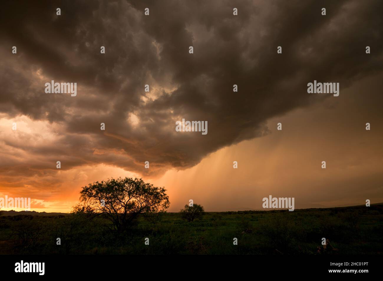 Silhouette d'arbres avec ciel orageux sombre sur un champ herbacé Banque D'Images