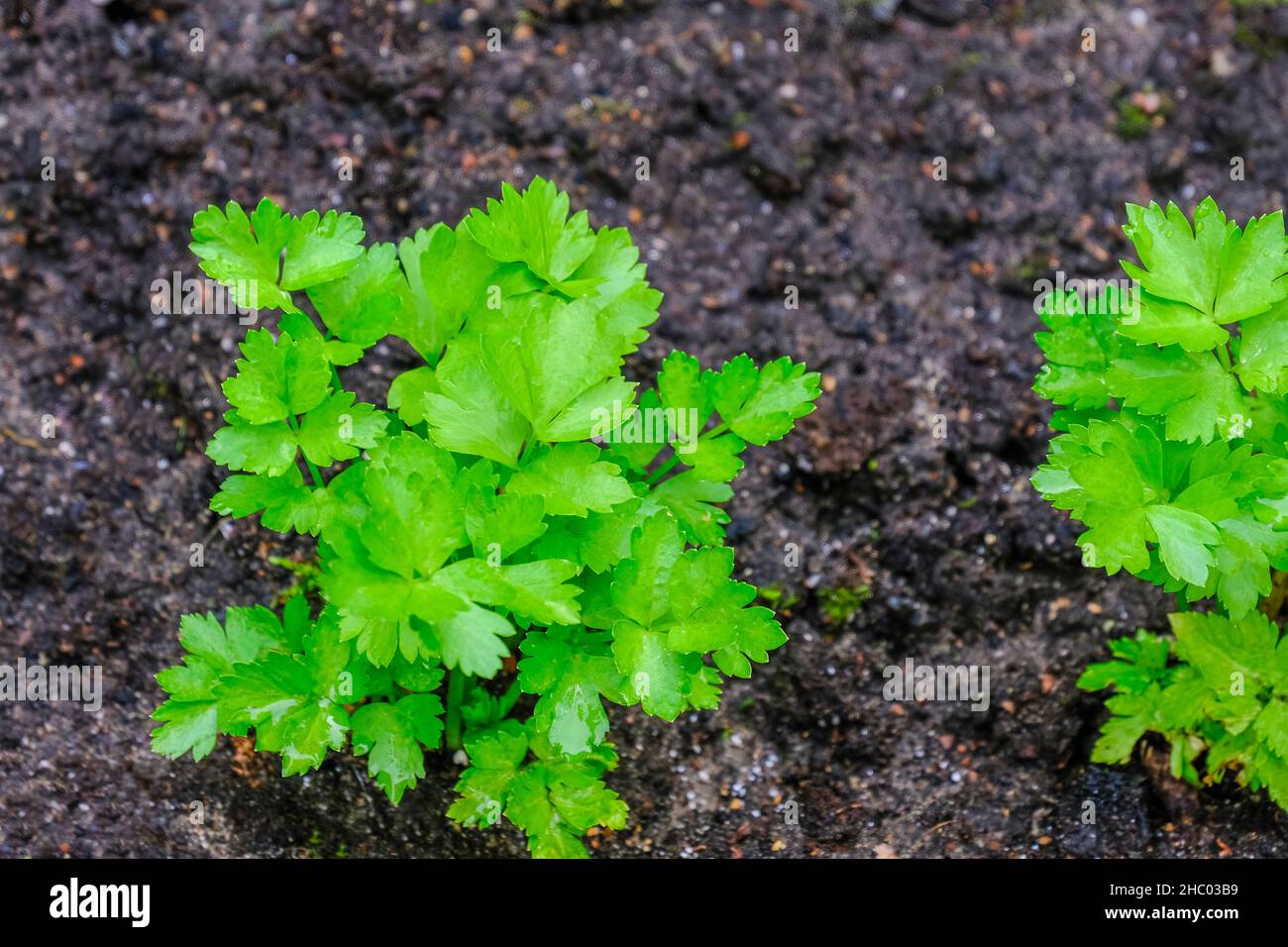 Jeune plante de céleri après avoir planté des semis dans le sol Banque D'Images