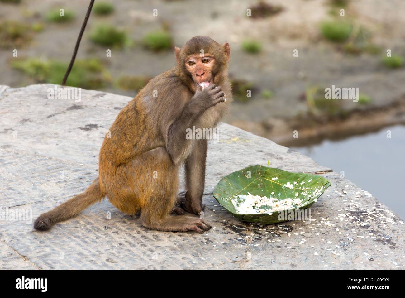 Un macaque rhésus mange une offrande votive d'un bol de feuilles saal au complexe du temple de Pashupatinath, Katmandou, Népal. Banque D'Images