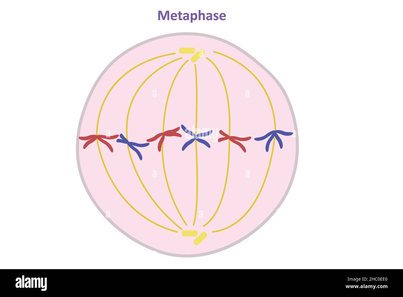 Métaphase, division cellulaire somatique (non reproductrice), miose Banque D'Images